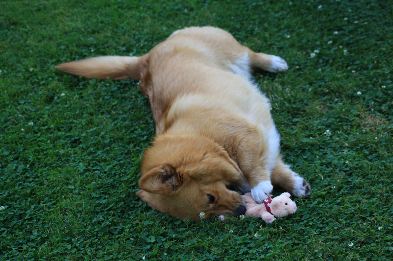 Teefje